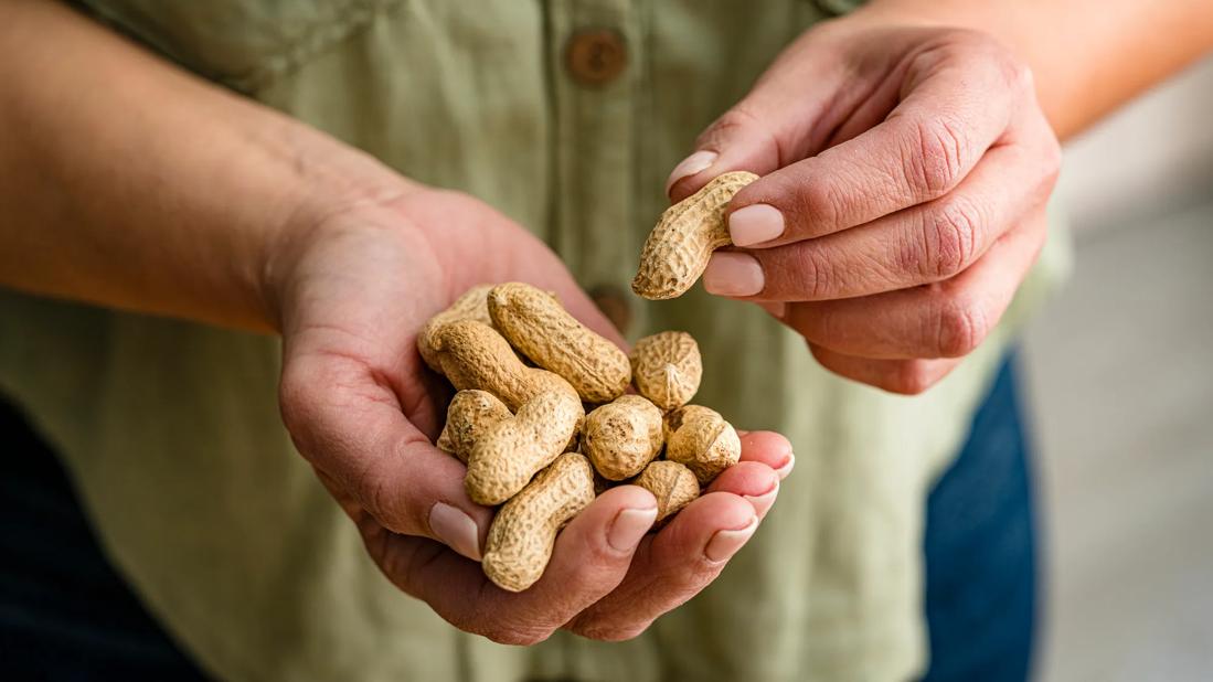Person holding handful of peanuts in shells